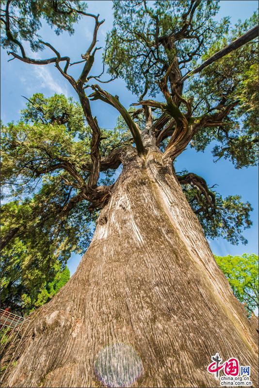 沐浴5000年风雨黄帝手植柏入选中国最美古树