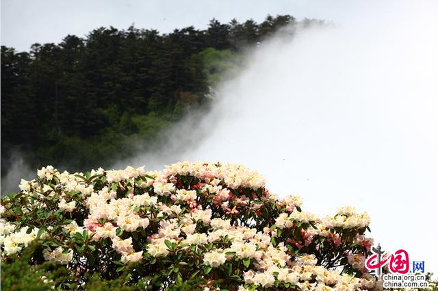 烟云峨眉，花深似海，宿雨初霁，展盛夏风情！