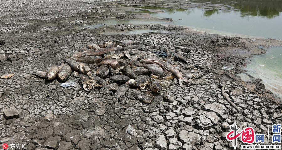 印度遭遇连日高温天气 湖面乾涸死鱼遍地