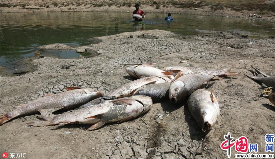 印度遭遇连日高温天气 湖面干涸龟裂死鱼遍地