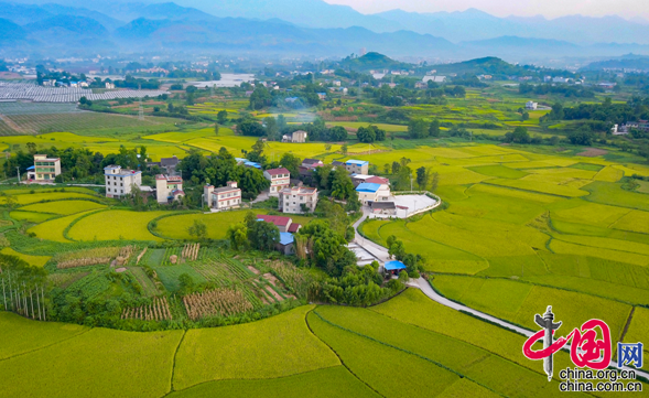 在四川省广安市岳池县临溪镇白鹤山村航拍的即将开镰收割的"旱育秧"