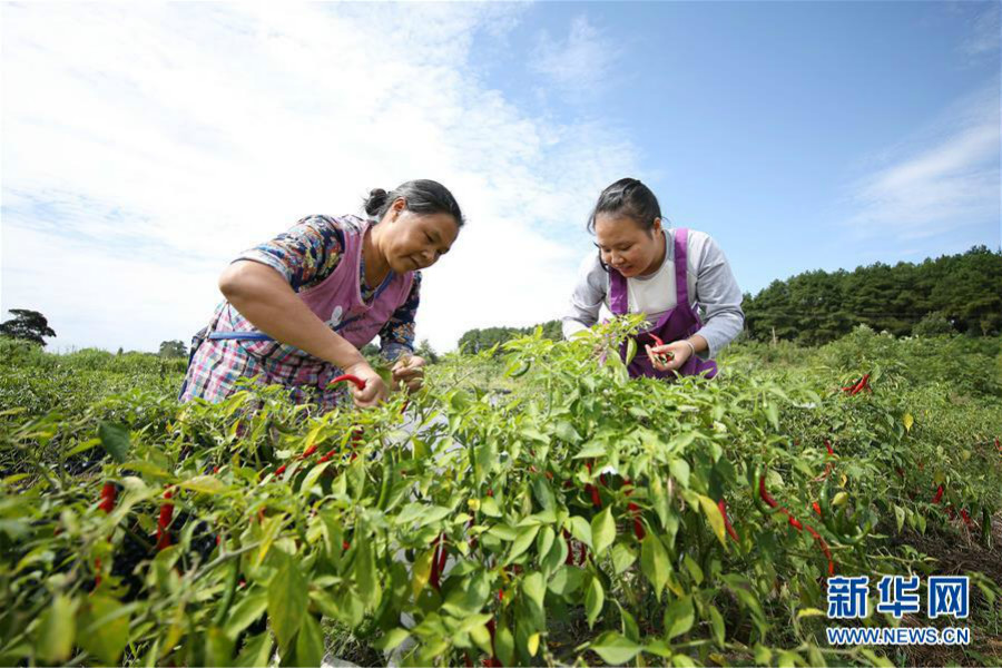 9月8日,贵州省黔东南苗族侗族自治州丹寨县兴仁镇烧茶村的农民在采收