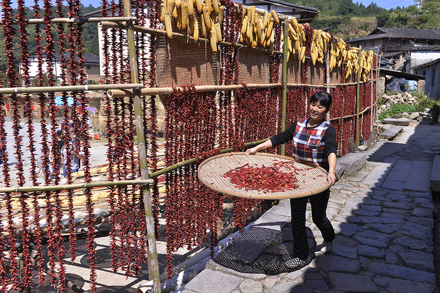 10月6日,福建省三明市尤溪县洋中镇桂峰村的村民晾晒辣椒.