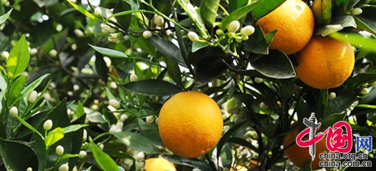 重庆忠县:以橘为媒走出产业发展新路径