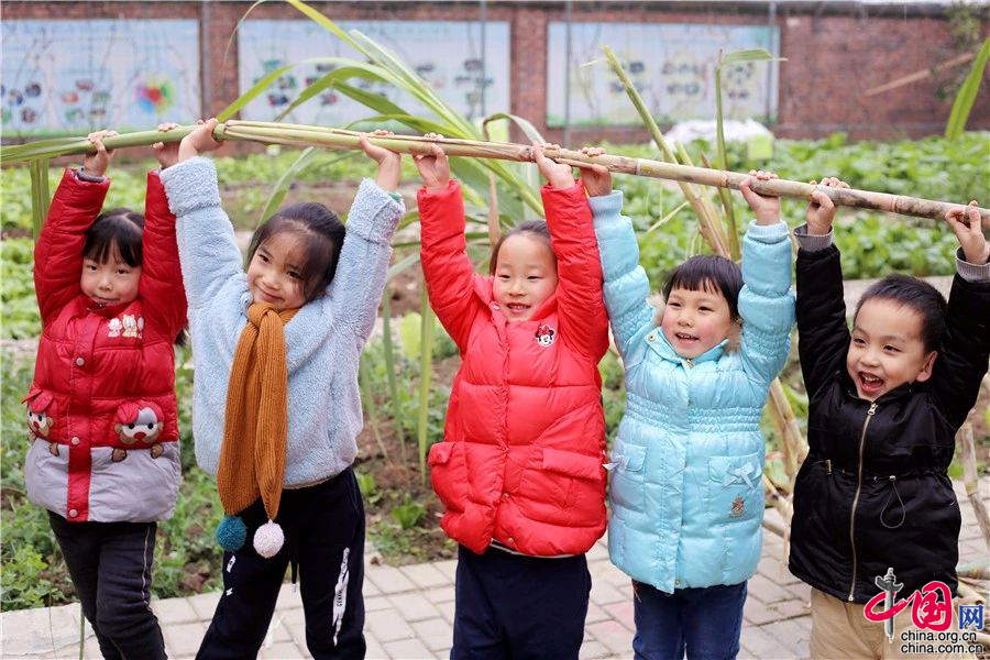 围绕“甘蔗”主题，田园教研组成员根据各班幼儿年龄特点、活动兴趣点，制定出不同的班级主题活动。