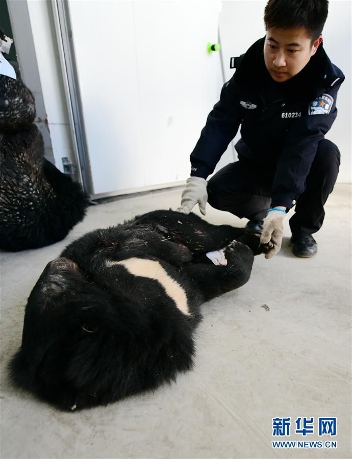 非法獵殺國家二級保護動物黑熊案件4起,非法買賣國家級保護動物製品案