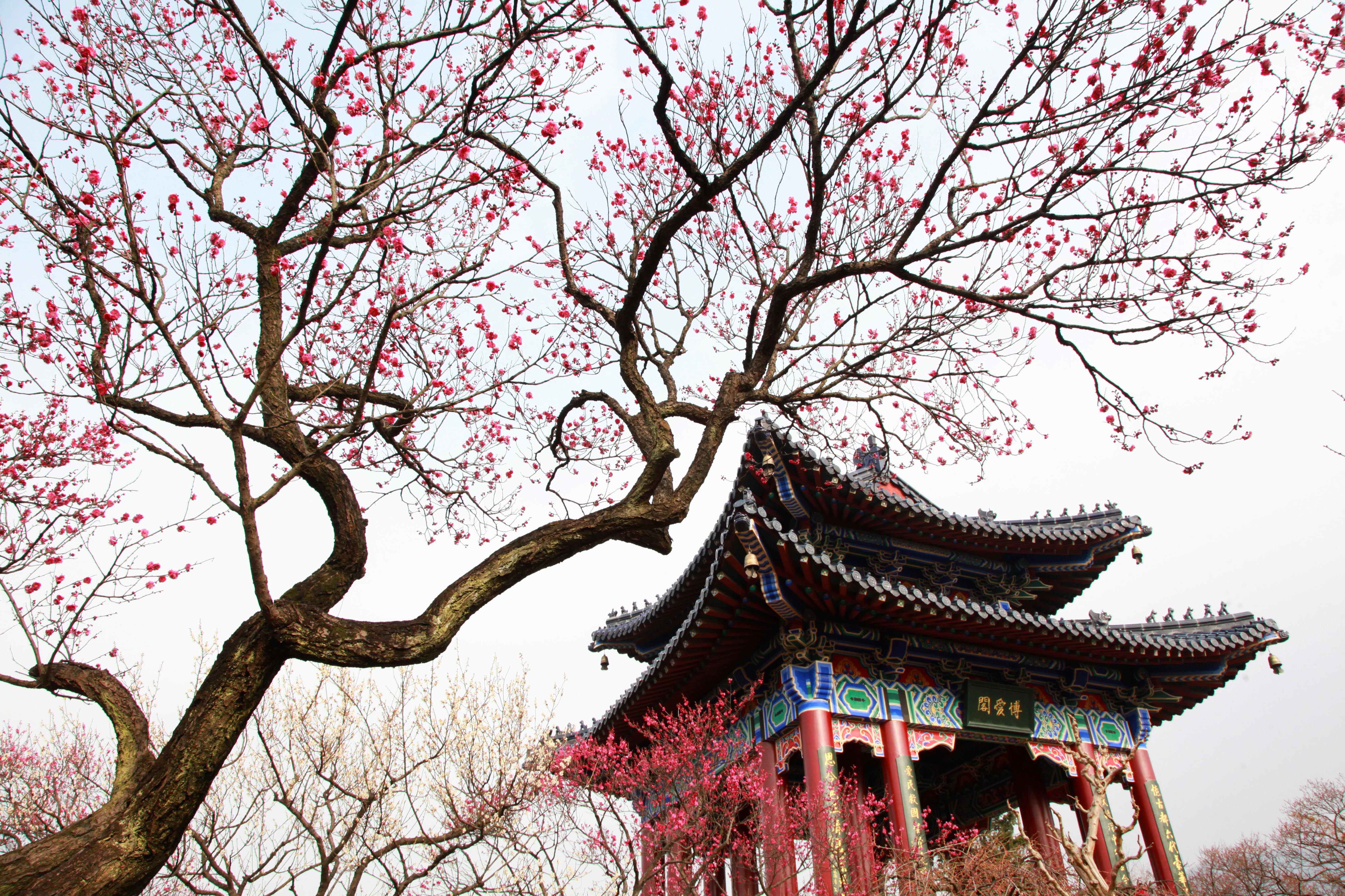 梅香报春来_新闻中心_中国网