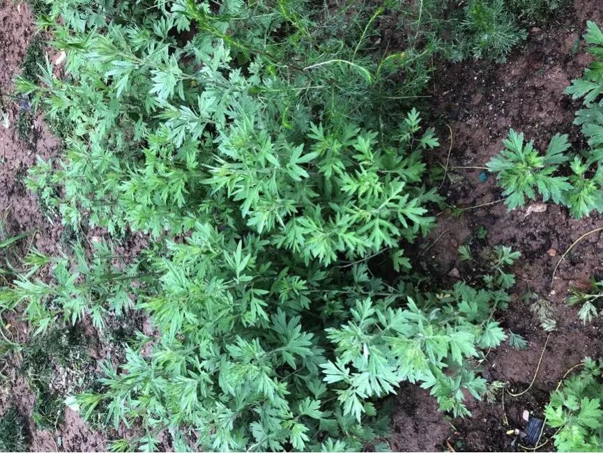 百草园呦呦蒿园种植的蒿类植物