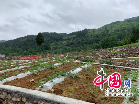 彭水三义乡:积蓄乡村振兴新动能 唤醒沉睡的"莲花"