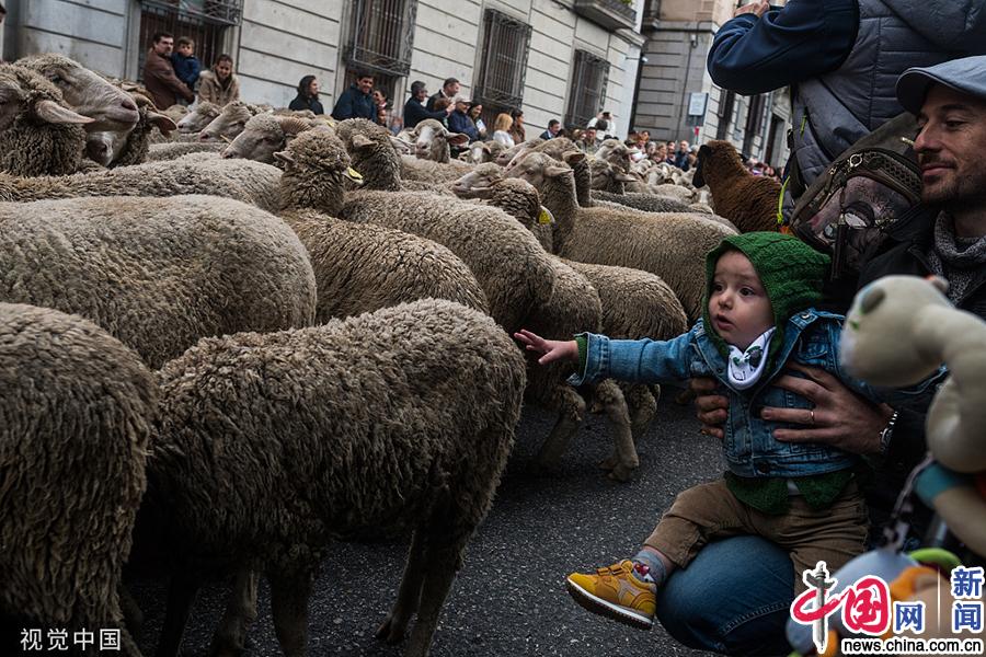 西班牙马德里举办年度绵羊游行 羊群集体上街