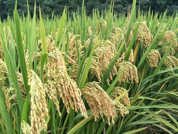 位于衡南县试验示范基地内的杂交水稻。受访者供图