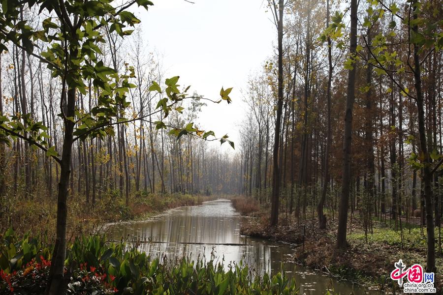 合肥濱湖國家森林公園 秋季裡的一幅多彩畫卷