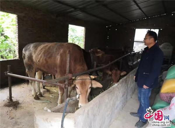 华体会- 华体会体育官网- 华体会体育APP下载这种养殖业投资小利润高占地不多在家就能养大家来欣赏了解下