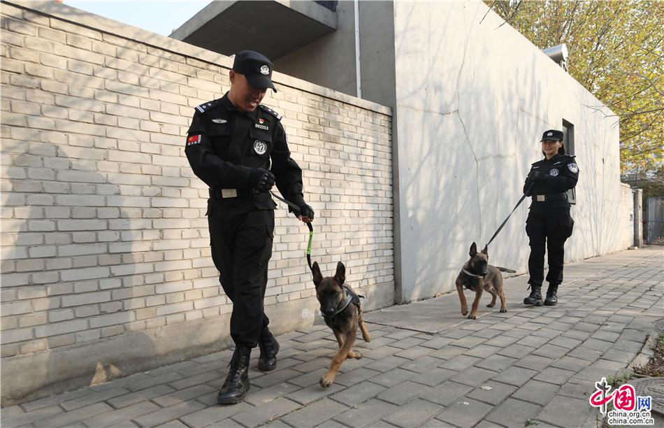 2019年11月20日,北京市公安局警犬基地举行,两头克隆犬走出犬舍.