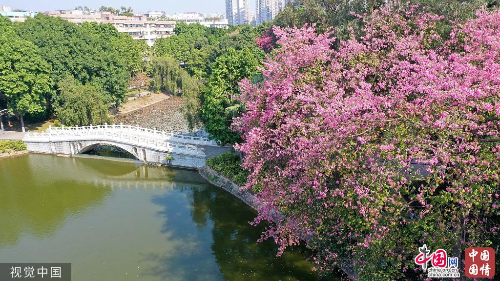 广州华师校园异木棉盛开 景色醉游人