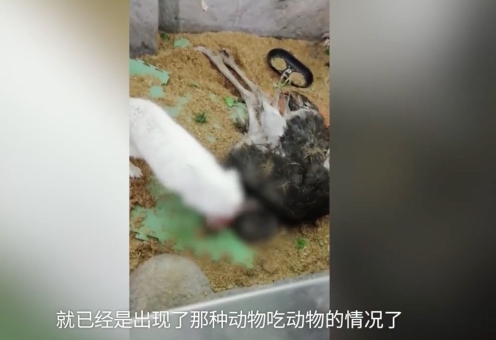 长沙一室内动物园被曝出现动物死亡。  爆料视频截图