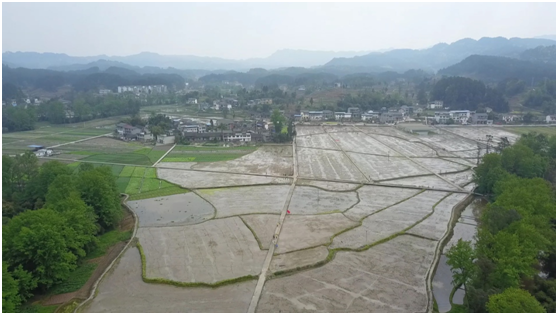 涪陵区龙潭镇据了解,今年,水稻直播将在涪陵区种植超过5000亩,在种植