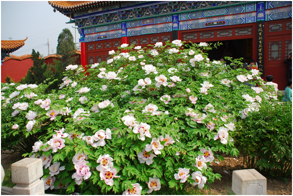 不见不散千年牡丹约你云游山西古县