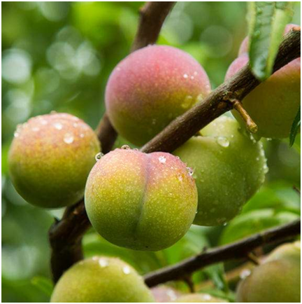 宜宾市叙州区成立水果产业农合联 助推水果产业发展