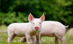 代表委员热议养猪行业转型升级