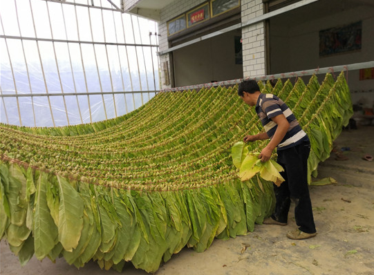 重庆奉节:1500亩白肋烟成脱贫户稳定增收"黄金叶"