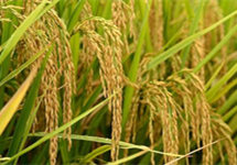 近期种植业总体平稳 “米袋子”“菜篮子”稳得