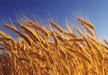 小麦后期价格是否会大幅上涨？农业农村部回应