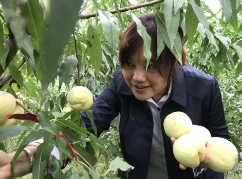 重庆奉节:鹤峰冬桃"错峰"上市 口感好价钱高