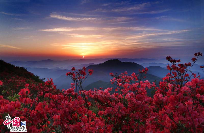 龙游县六春湖的高山杜鹃.