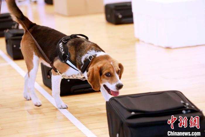 上海海关开展监管工作犬年度上岗资格考核