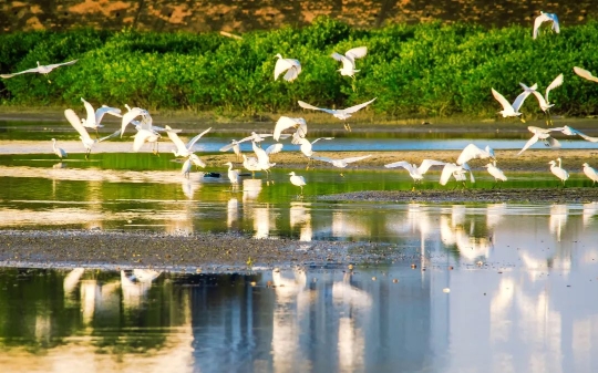 ▲北海金海湾红树林生态保护区，飞鸟成群。受访者供图