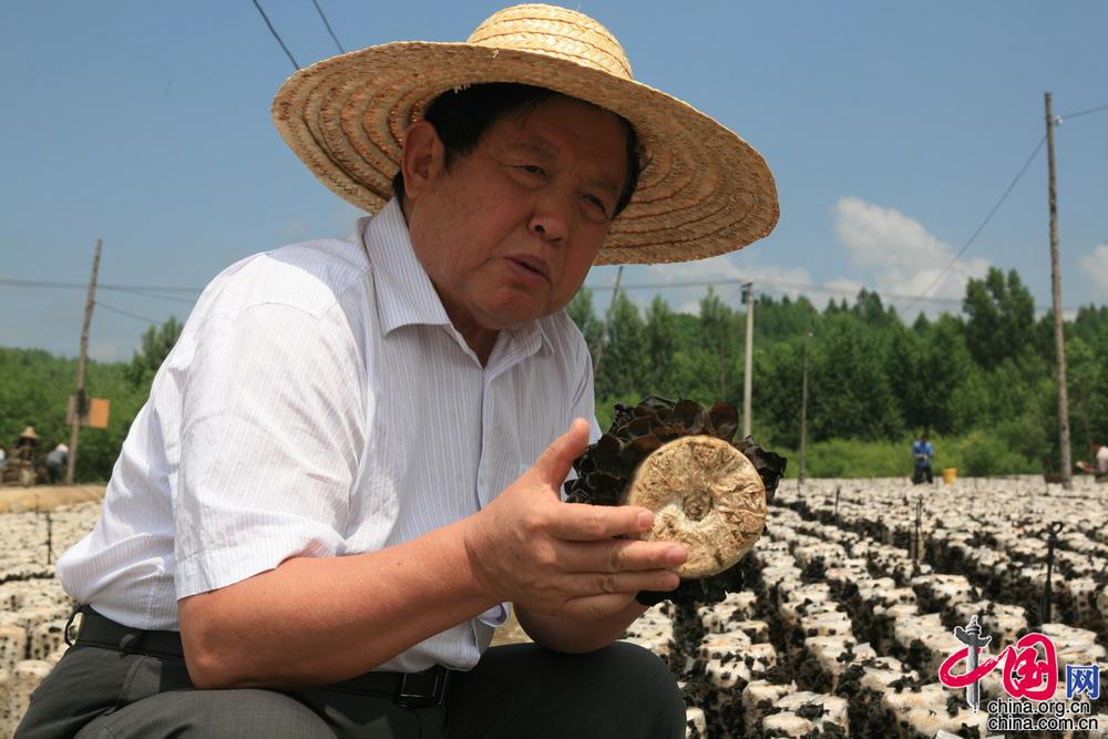 中国故事最美科技工作者李玉蘑菇院士的食用菌强国梦