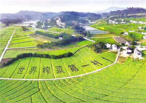 重庆涪陵:世界榨菜第一村展现新颜值
