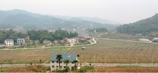 铜梁龙湖村:山青水碧桃花美 乡村振兴气象新