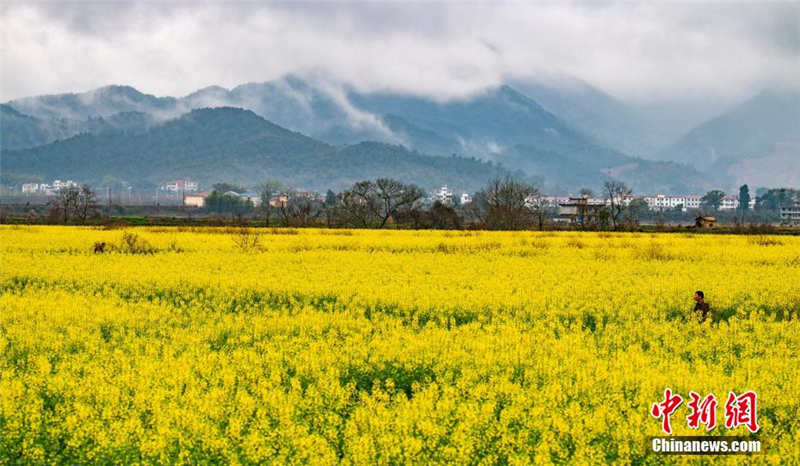 航拍江西新余雨后"金色"田园 呈现别样乡村美景