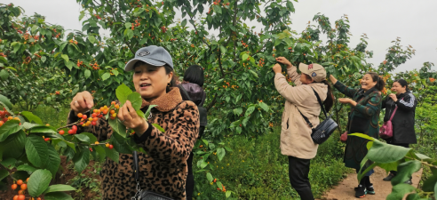 铜梁双山樱桃节2021图片