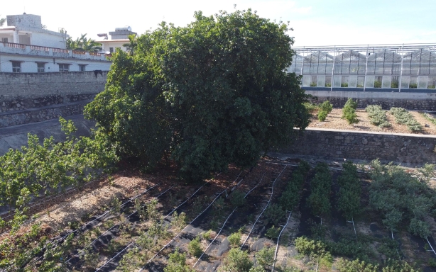 位于三亚的野生棉花种质圃中，生长着一棵五六十年树龄的锦葵科的杨叶肖槿，这是棉花的近缘种，科学家们可以用它的花粉和其他棉花杂交，培育新品种。新京报记者 周怀宗 摄