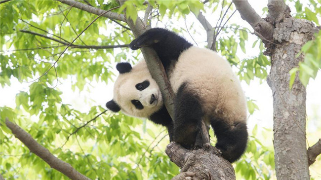 旅韩大熊猫"福宝"迎来欢乐生日周