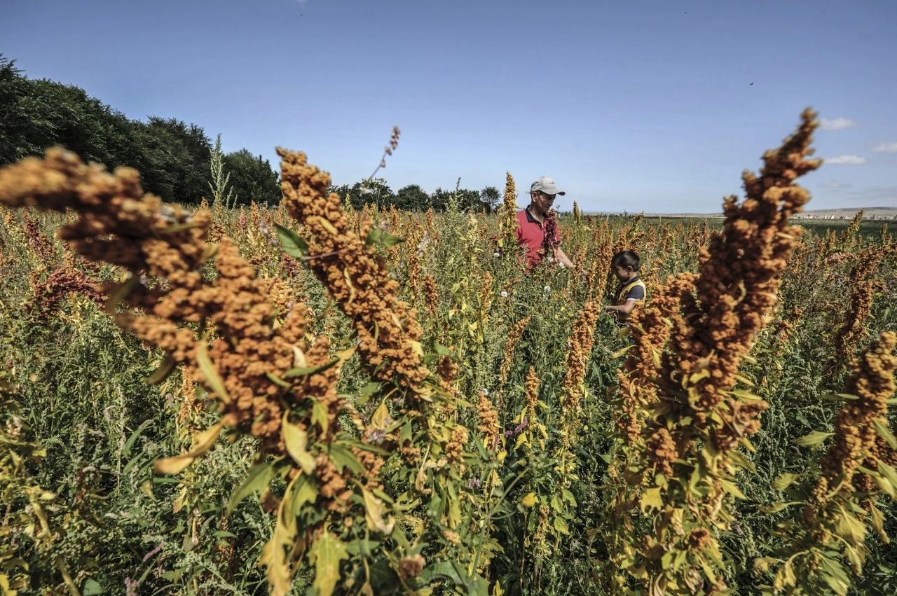 联合国粮农组织启动青海藜麦项目