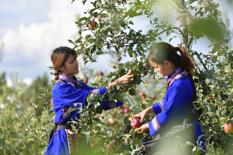 云南石林圭山苹果迎丰收游客采摘心里乐