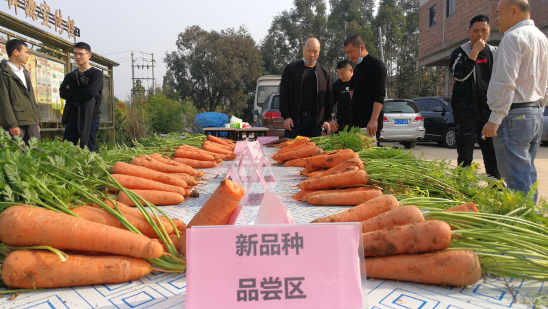 晋江市推广种植不同品种的胡萝卜.陈金兰 摄