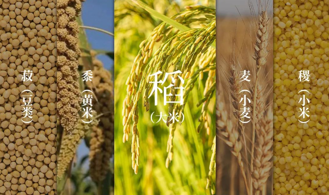 稻粱菽,麦黍稷图片