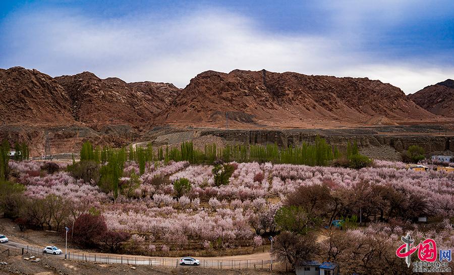 新疆哈密：杏花村迎来最美花季 风景如画(图)