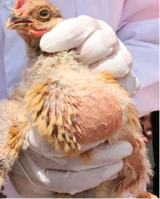 饲养成效,比如鸡无齿不会咀嚼食物,肠道短容量小,嗉囊用于存储食物,腺