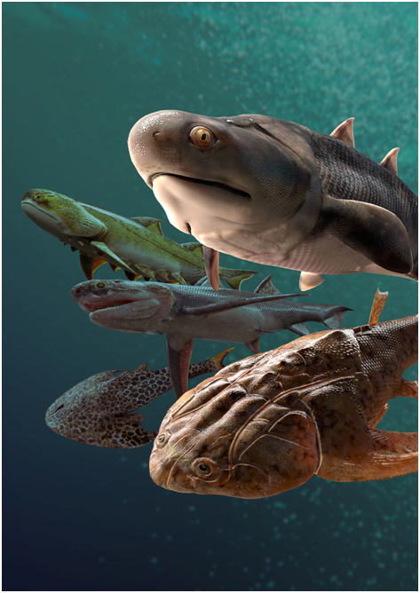 “从鱼到人”探源获重大突破 揭示有颌脊椎动物崛起