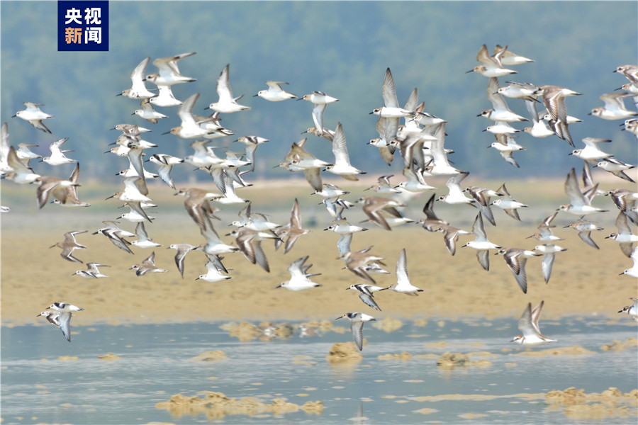 人鸟和谐共生 广西北海银滩迎来大批候鸟过冬 