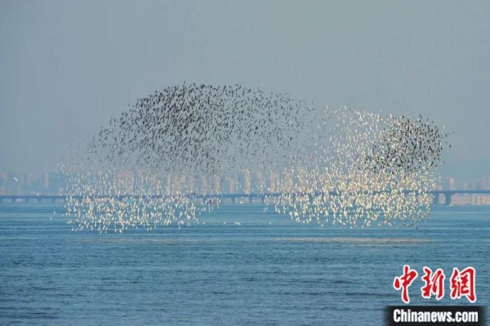 青島膠州灣的候鳥群。王海濱 攝