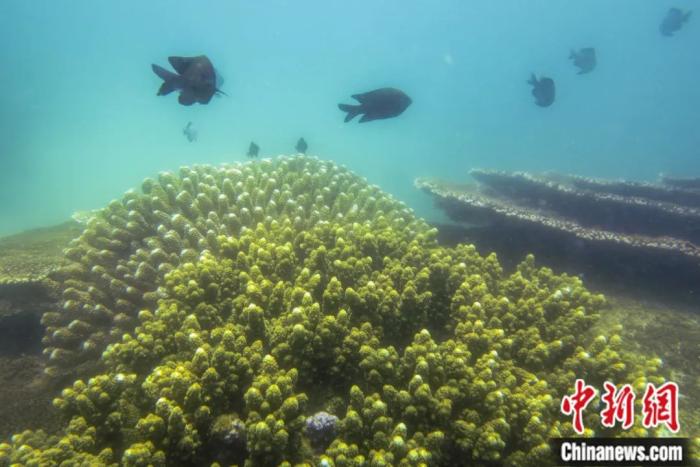 位於海南陵水黎族自治縣分界洲島旅遊區的“海洋牧場”珊瑚保育區。駱雲飛 攝