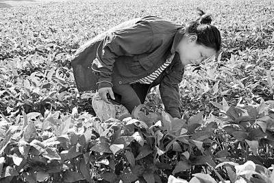 北大荒:打造“拴心留人”的农科人才高地