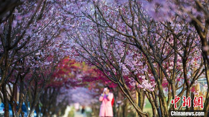 游客来到宜都洋津畈村樱花谷拍照打卡 冯建 摄